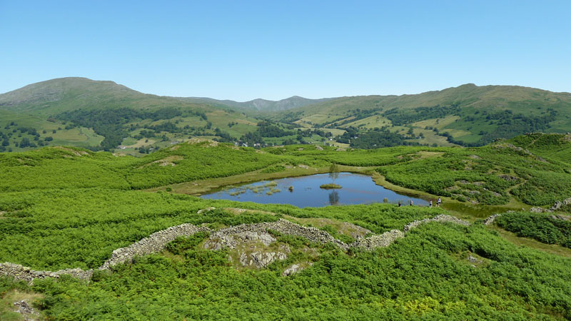 Lily Tarn